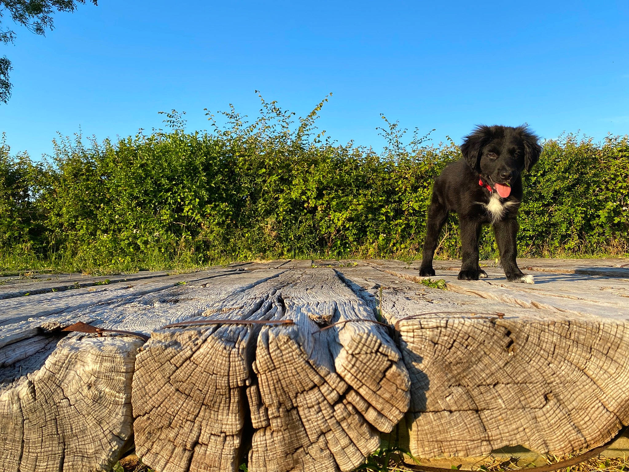 Rico a rejoint le concours — aidez-le/la à gagner de superbes lots ! adventure, bank, canidae, carnivore, dog, mountain, national_park, park, plant, rock, sporting_group, state_park, tree, vacation, wilderness, wildlife