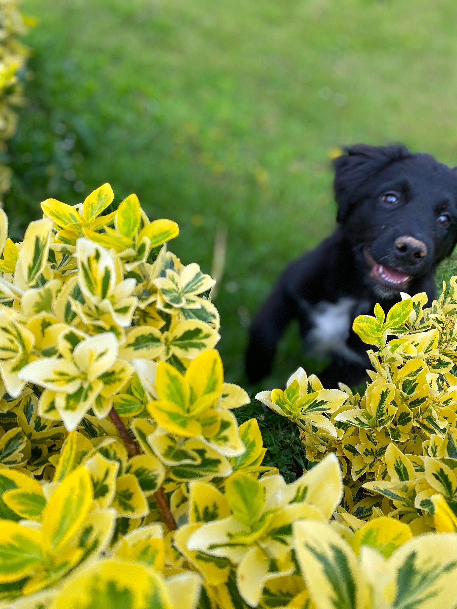 Rico a rejoint le concours — aidez-le/la à gagner de superbes lots ! canidae, carnivore, companion_dog, dog, dog_breed, flat_coated_retriever, flower, goldenrod, grass, labrador_retriever, plant, puppy, shrub, sporting_group, spring, yellow