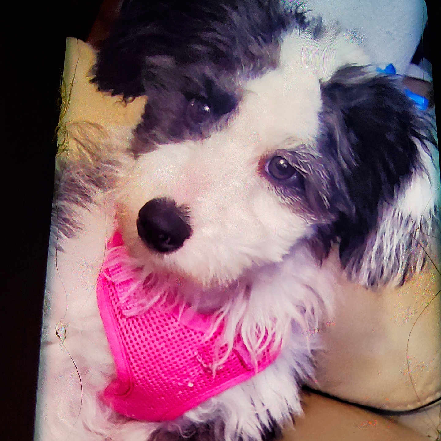 Cuppy