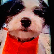 Cuppy is registered to the contest to win money with this photo: animal, black_and_white, close_up, curious, cute, dog, domestic_animal, eyes, face, fluffy, fur, indoor, looking_at_camera, muzzle, nose, orange_bandana, pet, portrait, wearing_accessory, whiskers