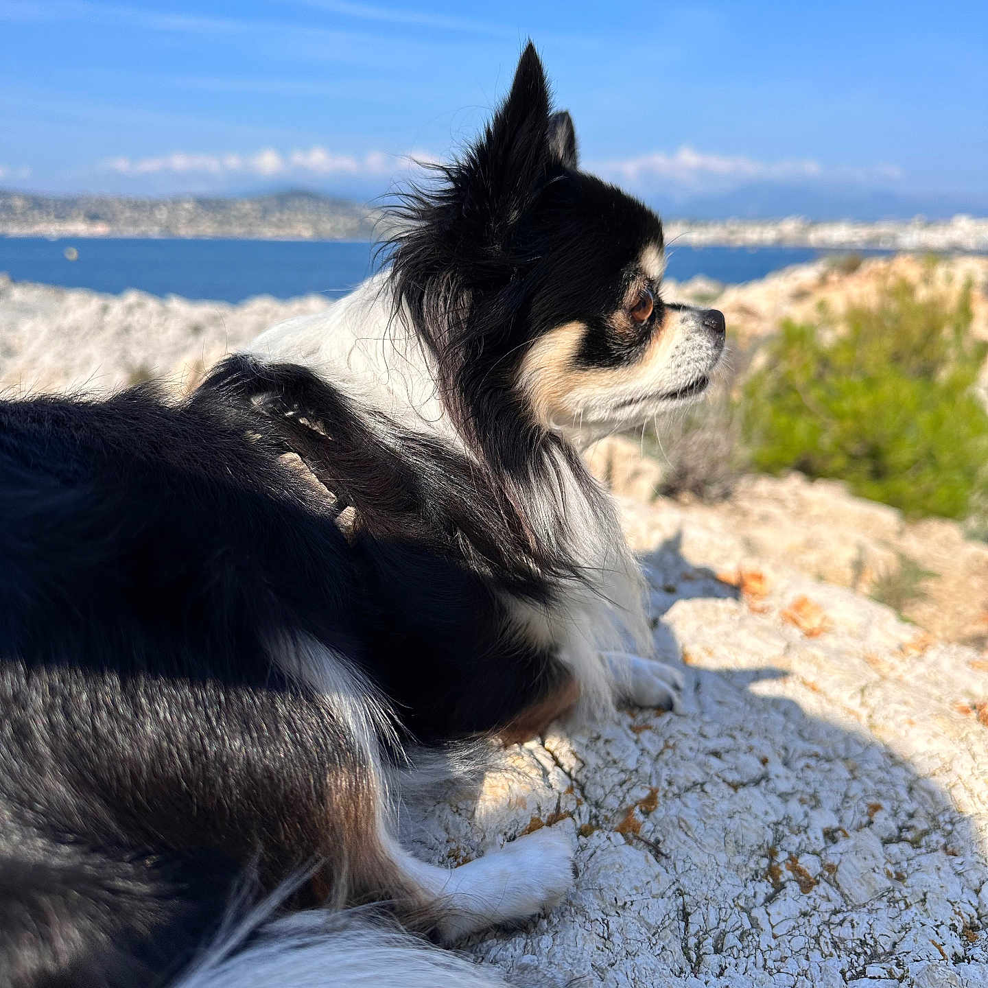 Nala a rejoint le concours — aidez-le/la à gagner de superbes lots ! animal, black_and_white, calm, coast, daytime, dog, fur, landscape, long_hair, nature, outdoor, pet, profile, relaxing, rock, scenic, sea, sky, small_dog, sunlight