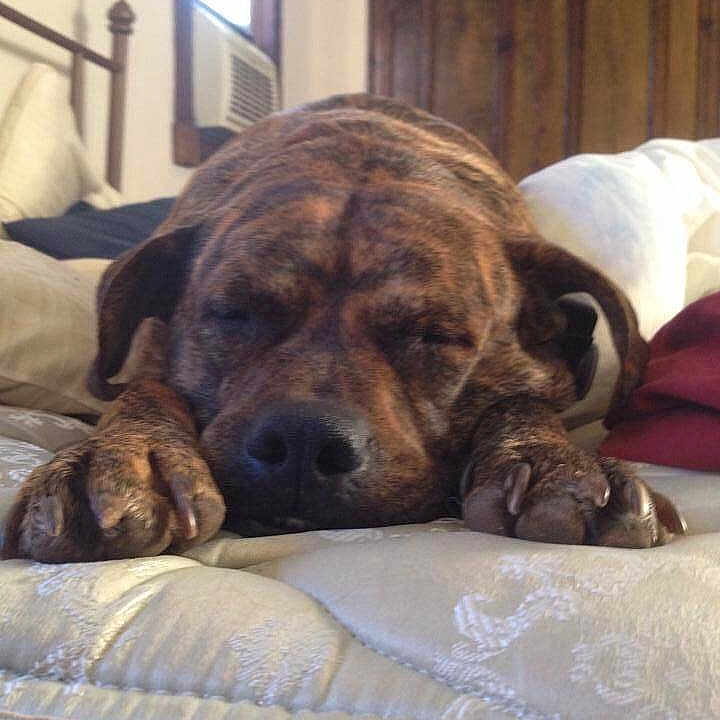 Brutus joined the competition — help win amazing prizes!