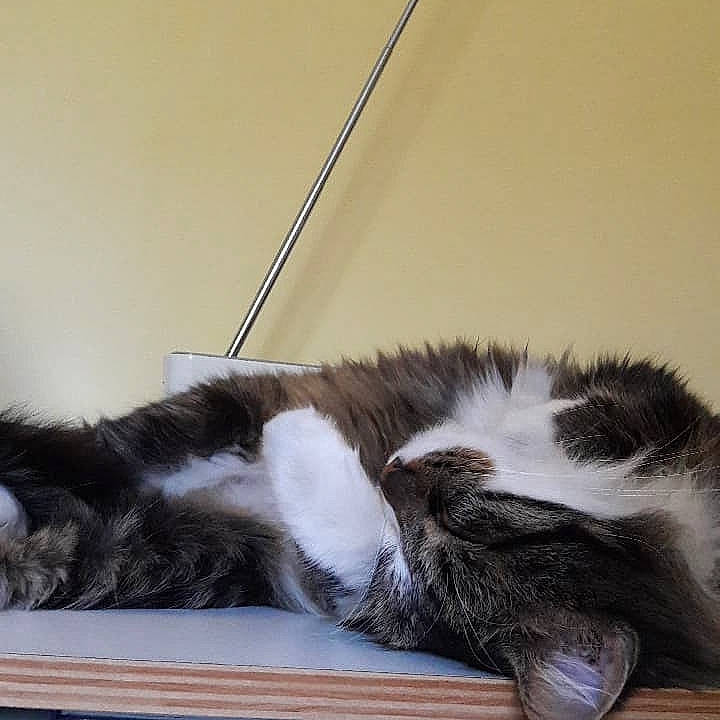 Panpan a rejoint le concours — aidez-le/la à gagner de superbes lots ! bored, carnivore, cat, cat_supply, claw, comfort, felidae, foot, fur, mammal, nap, paw, small_to_medium_sized_cats, snout, tail, terrestrial_animal, vertebrate, whiskers