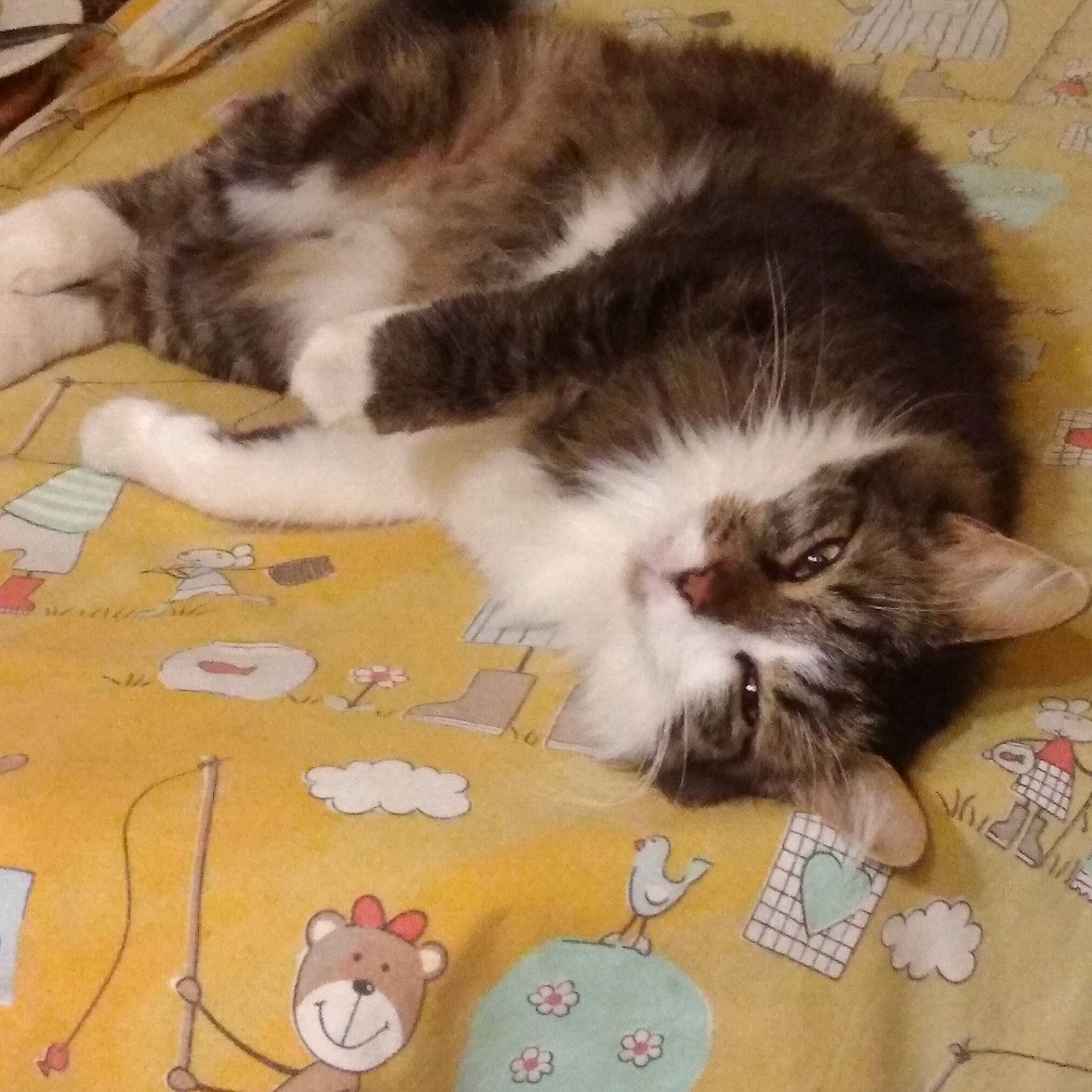 Panpan a rejoint le concours — aidez-le/la à gagner de superbes lots ! box, carnivore, cat, cat_toy, claw, domestic_short_haired_cat, felidae, flooring, fur, mammal, paw, plant, small_to_medium_sized_cats, snout, tail, vertebrate, whiskers