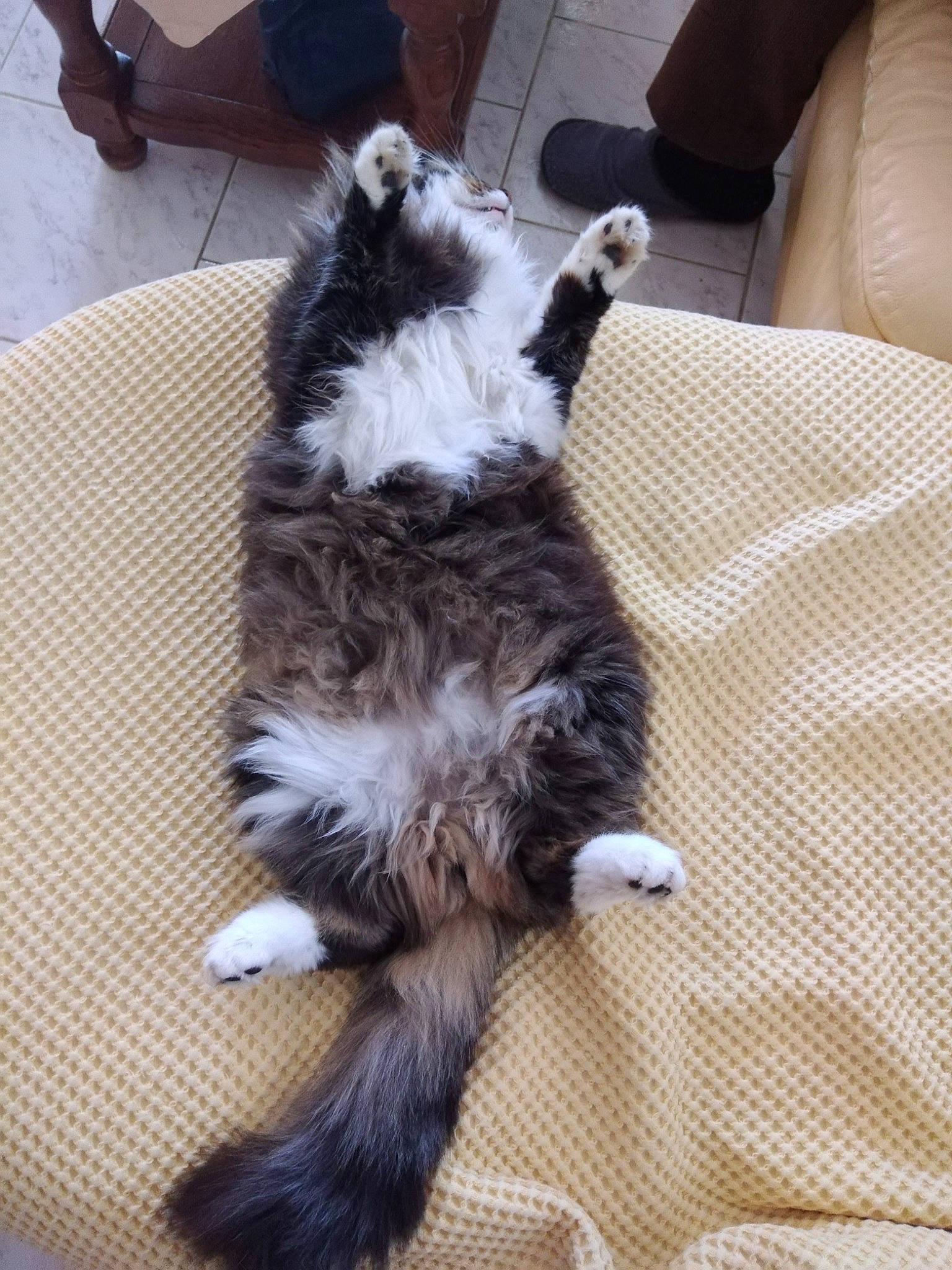 Panpan a rejoint le concours — aidez-le/la à gagner de superbes lots ! carnivore, cat, claw, comfort, companion_dog, couch, dog_breed, felidae, flooring, fur, natural_material, paw, sleeper_chair, small_to_medium_sized_cats, tail, terrestrial_animal, whiskers