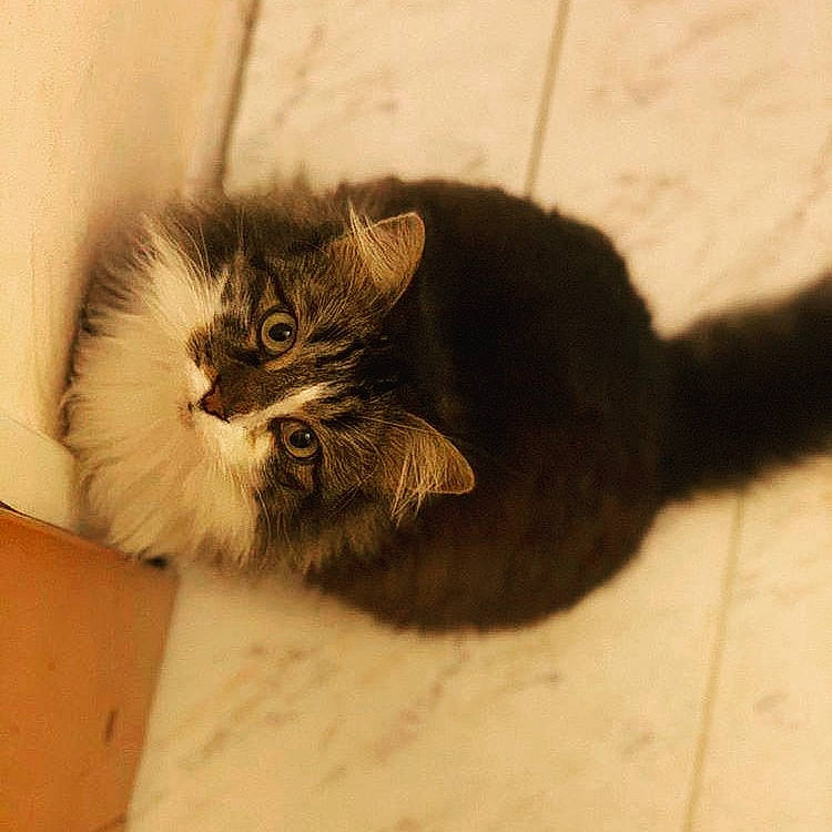 Panpan a rejoint le concours — aidez-le/la à gagner de superbes lots ! carnivore, cat, claw, comfort, domestic_short_haired_cat, felidae, flooring, fur, paw, small_to_medium_sized_cats, tail, terrestrial_animal, tile_flooring, whiskers, window