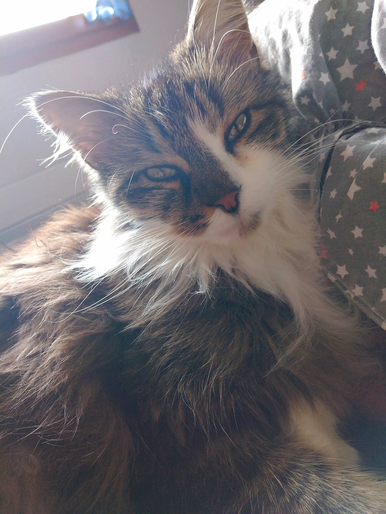 Panpan participe au concours pour gagner de l'argent avec cette photo : carnivore, cat, claw, cloud, comfort, domestic_short_haired_cat, felidae, fur, metal, meteorological_phenomenon, mountain, paw, plant, sky, small_to_medium_sized_cats, snout, sunlight, tail, whiskers, window