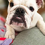 Lola joined the competition — help win amazing prizes! bed, black_spot, blanket, bokeh, bulldog, close_up, cute, dog, expressive, face, indoor, nose, paw, pet, portrait, shallow_depth_of_field, short_muzzle, teeth, white_fur, wrinkles