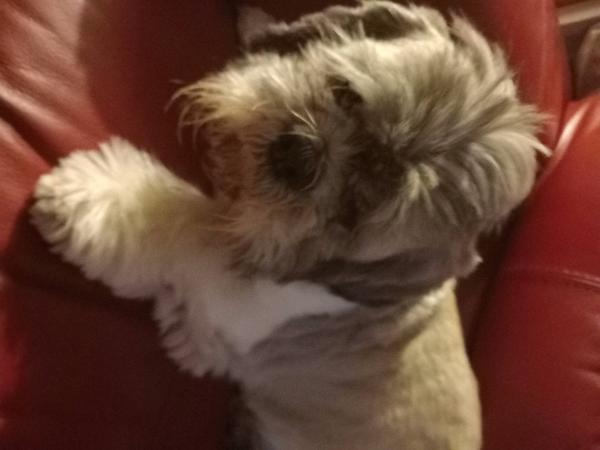 Willi is registered to the contest to win money with this photo: canidae, carnivore, companion_dog, dog, dog_breed, ear, fawn, fur, liver, maltepoo, puppy, puppy_love, shih_poo, small_terrier, snout, sporting_group, terrier, toy_dog, whiskers, working_animal