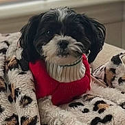 Georgia is registered to the contest to win money with this photo: dog, black_and_white, sweater, blanket, leopard_print, cozy, indoor, pet, fur, cute, animal, small_dog, portrait, resting, warm, comfort, looking_at_camera, soft_lighting, couch, domestic