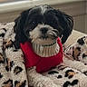dog, black_and_white, sweater, blanket, leopard_print, cozy, indoor, pet, fur, cute, animal, small_dog, portrait, resting, warm, comfort, looking_at_camera, soft_lighting, couch, domestic