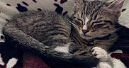 Monzi joined the competition — help win amazing prizes! animal, blanket, cat, closeup, cozy, cute, domestic_animal, feline, fur, indoor, kitten, paw, pet, relaxing, resting, sleeping, soft, tabby, whiskers, young