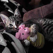 Monzi is registered to the contest to win money with this photo: animal, blanket, cat, claws, couch, cozy, cute, domestic_cat, fur, indoor, kitten, pet, pig_toy, pink, plush_toy, resting, sleepy, soft, tabby, whiskers