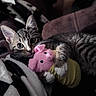 animal, blanket, cat, claws, couch, cozy, cute, domestic_cat, fur, indoor, kitten, pet, pig_toy, pink, plush_toy, resting, sleepy, soft, tabby, whiskers