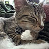 Monzi joined the competition — help win amazing prizes! animal, cat, close_up, collar, cozy, cute, domestic_animal, face, feline, fur, indoor, mammal, paw, pet, relaxed, resting, sleeping, tabby_cat, tag, whiskers
