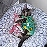 adorable, animal, cat, comfortable, cozy, cuddling, cute, fluffy_bed, fur, green_outfit, indoor, kitten, looking, pet, plush_toy, resting, small, tabby, yellow_ducks, young