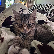 Monzi joined the competition — help win amazing prizes! blanket, cat, checkered_pattern, cozy, curtains, cushions, fur, furniture, indoor, kitten, living_room, paws, pet, photographs, plant, relaxed, sleepy, tabby, wall_art, window