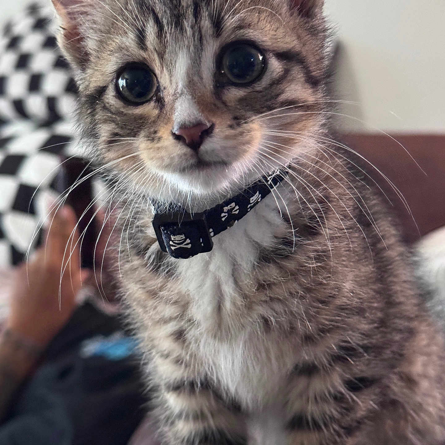 Monzi joined the competition — help win amazing prizes! animal, blurred_background, cat, closeup, collar, cozy, cute, eyes, face, feline, fur, hand, indoor, kitten, peace_sign, pet, portrait, tabby, whiskers, young