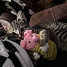 Monzi joined the competition — help win amazing prizes! animal, blanket, cat, claw, claws, couch, cozy, cute, fur, furniture, indoor, kitten, pet, pig_toy, pink_toy, playful, plush_toy, resting, tabby, whiskers