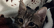 Monzi joined the competition — help win amazing prizes! animal, blanket, cat, closeup, comfort, cozy, cute, domestic, ears, eyes, face, fur, indoor, kitten, pet, resting, soft, tabby, whiskers, young