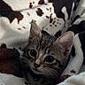 animal, blanket, cat, closeup, comfort, cozy, cute, domestic, ears, eyes, face, fur, indoor, kitten, pet, resting, soft, tabby, whiskers, young