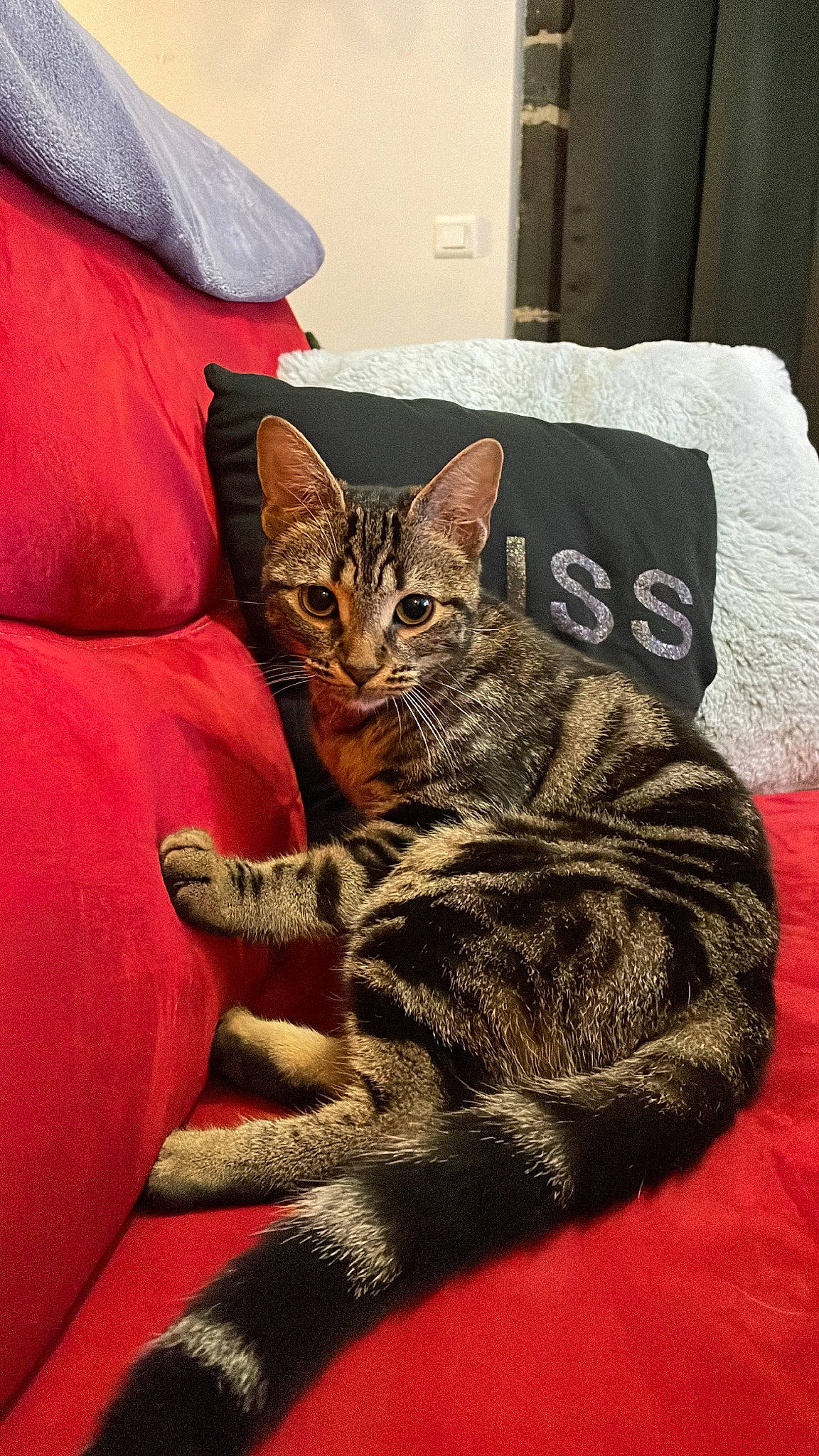 Sako a rejoint le concours — aidez-le/la à gagner de superbes lots ! carnivore, cat, claw, comfort, domestic_short_haired_cat, felidae, fur, grey, linens, paw, pillow, room, sitting, small_to_medium_sized_cats, snout, tail, terrestrial_animal, textile, throw_pillow, whiskers