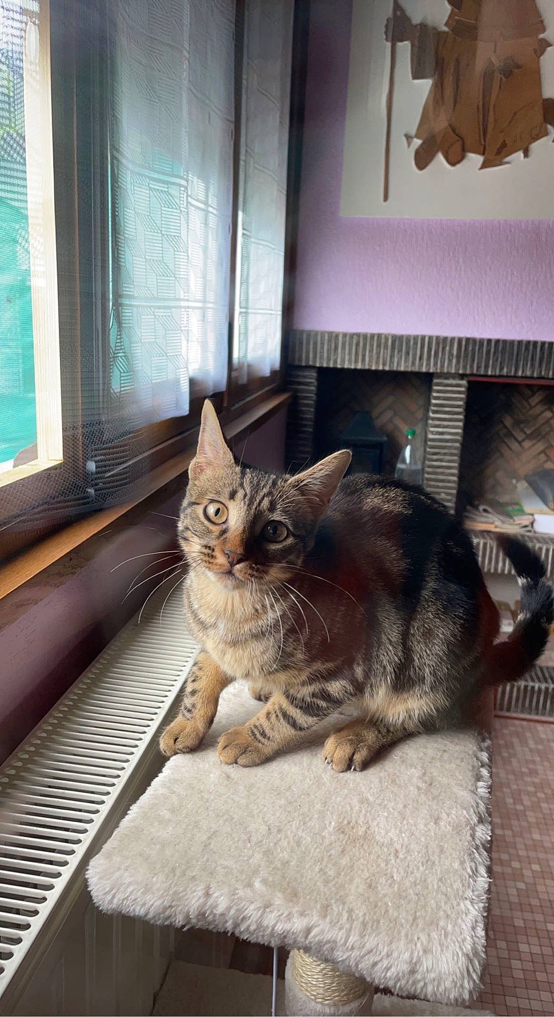 Sako participe au concours pour gagner de l'argent avec cette photo : bat, carnivore, cat, comfort, curtain, domestic_short_haired_cat, door, fawn, felidae, flooring, fur, grey, mammal, plant, sitting, small_to_medium_sized_cats, tail, whiskers, window, wood