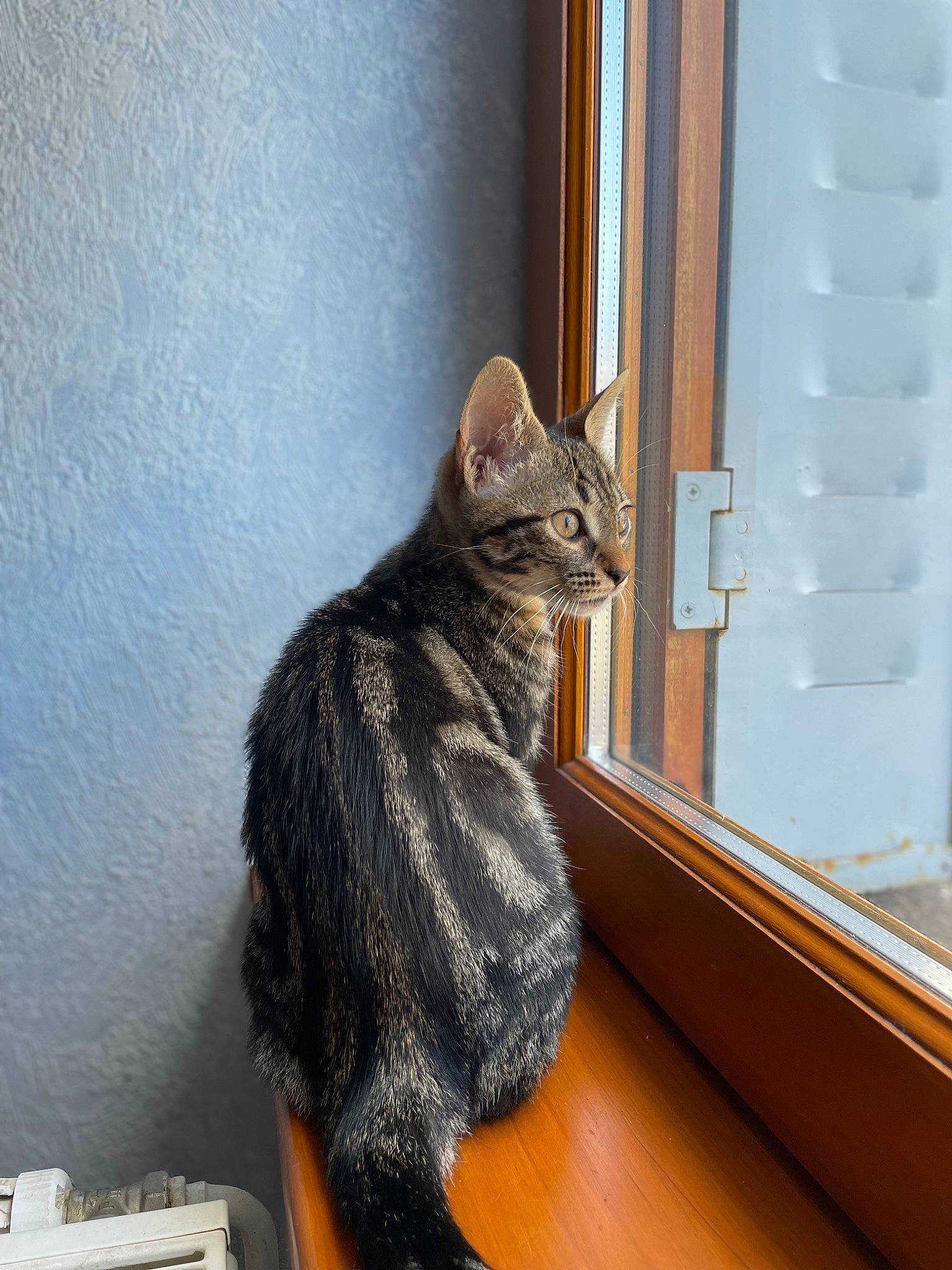 Sako participe au concours pour gagner de l'argent avec cette photo : carnivore, cat, cat_supply, domestic_short_haired_cat, felidae, fur, grey, home_door, pet_supply, room, sitting, small_to_medium_sized_cats, snout, tail, whiskers, window, window_blind, window_covering, wood