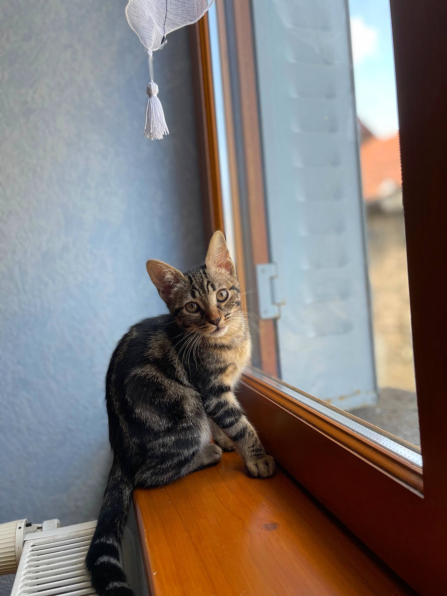 Sako participe au concours pour gagner de l'argent avec cette photo : carnivore, cat, comfort, curtain, domestic_short_haired_cat, door, felidae, flooring, fur, grey, hardwood, room, sash_window, small_to_medium_sized_cats, table, tail, whiskers, window, window_covering, wood