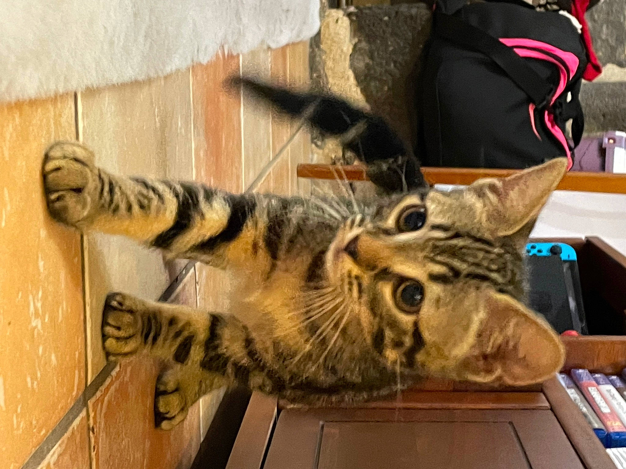 Sako participe au concours pour gagner de l'argent avec cette photo : book, bookcase, carnivore, cat, claw, domestic_short_haired_cat, eye, felidae, flooring, foot, fur, metal, paw, shelf, small_to_medium_sized_cats, snout, tail, whiskers, wildlife, wood