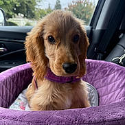 Winnie Mae joined the competition — help win amazing prizes! puppy, dog, pet_bed, purple, car_interior, window, seatbelt, collar, golden_brown, fluffy, cute, young_dog, indoor, portrait, animal, sitting, close_up, soft_texture, looking_at_camera, cozy