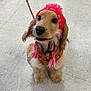 Winnie Mae joined the competition — help win amazing prizes! dog, puppy, golden_retriever, hat, red_hat, knit_hat, tassels, harness, orange_harness, floor, tile_floor, indoor, pet, cute, sitting, looking_up, leash, animal, adorable, young_dog