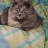 animal, bed, blanket, cat, colorful, cozy, cute, dorm_room, ears, eyes, face, fur, furniture, gray_cat, indoor, love_sign, patterned, pet, resting, timestamp