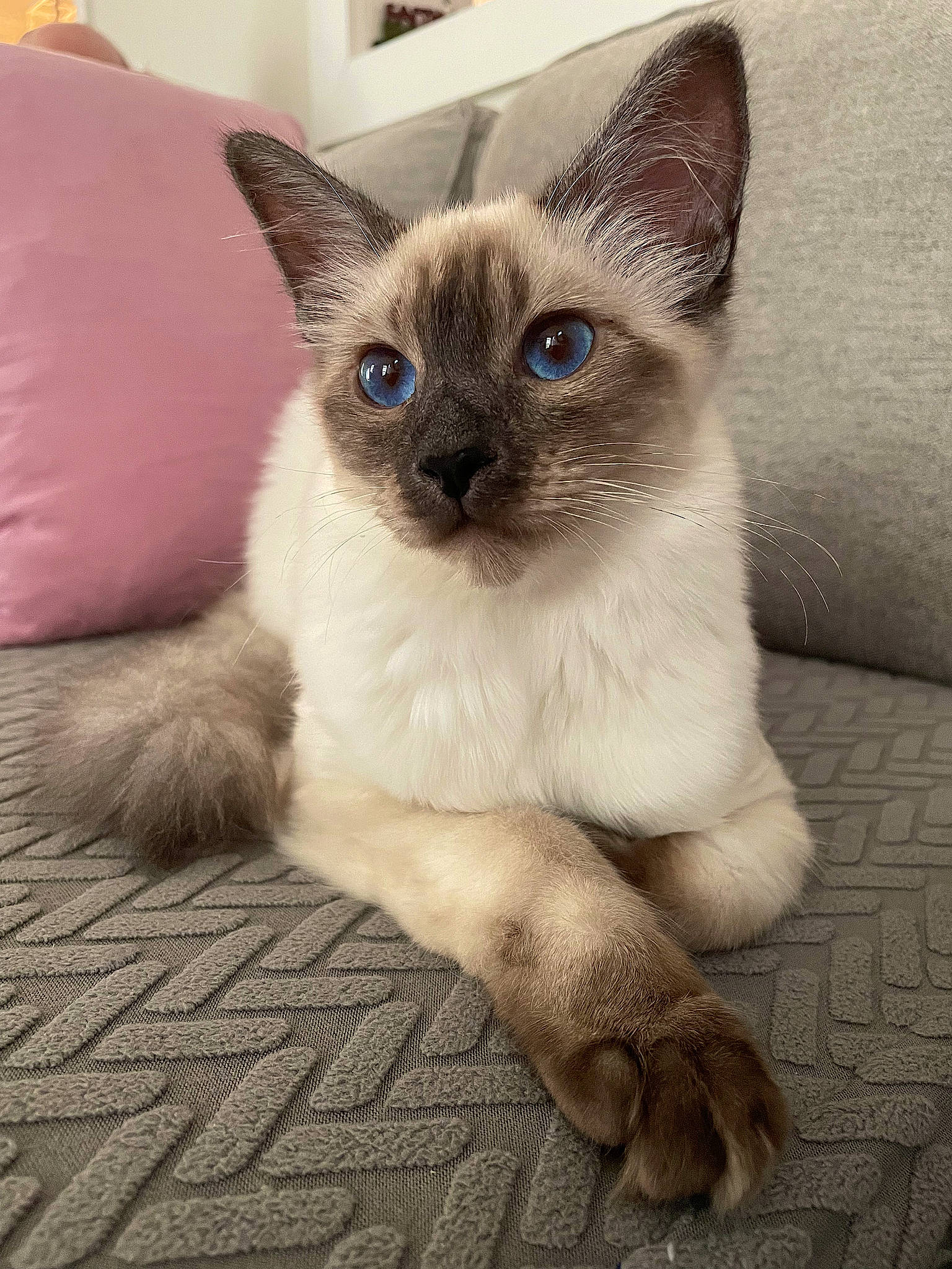 Nova joined the competition — help win amazing prizes! birman, carnivore, cat, eye, fawn, felidae, flooring, fur, iris, siamese, small_to_medium_sized_cats, snout, symmetry, terrestrial_animal, whiskers