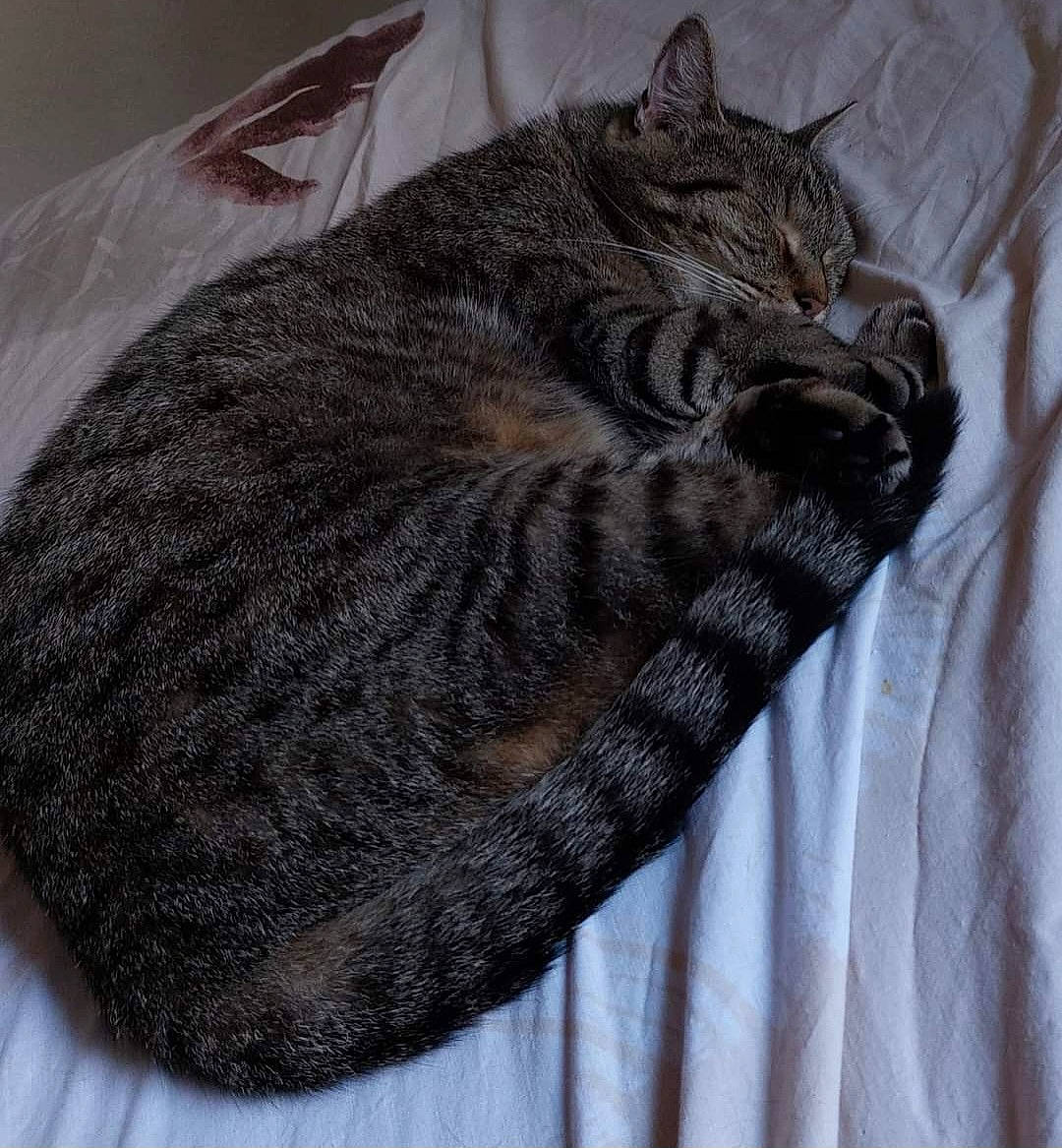 Bouboule a rejoint le concours — aidez-le/la à gagner de superbes lots ! carnivore, cat, cat_bed, cat_supply, comfort, domestic_short_haired_cat, felidae, fur, grey, linens, nap, pattern, small_to_medium_sized_cats, tail, terrestrial_animal, thread, tree, whiskers, wool, woolen