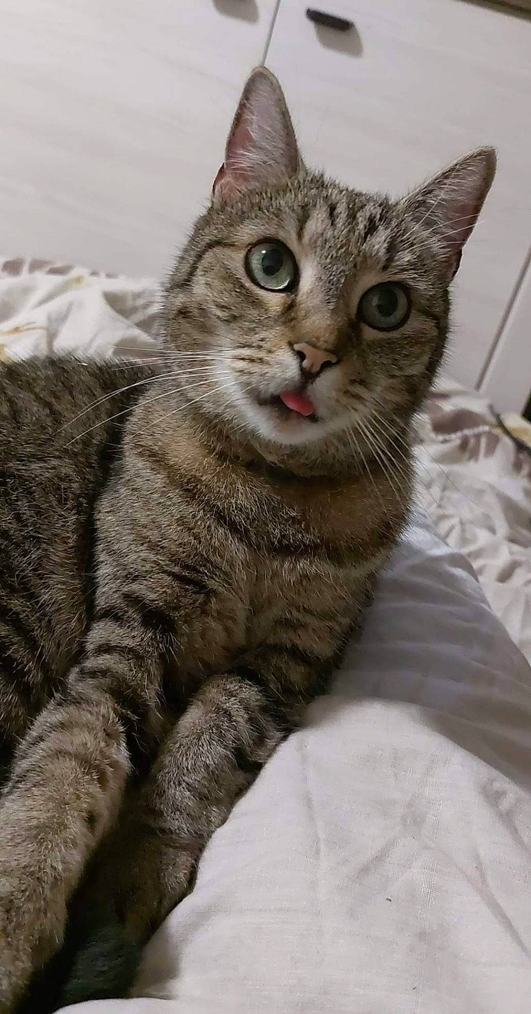 Bouboule participe au concours pour gagner de l'argent avec cette photo : carnivore, cat, claw, comfort, domestic_short_haired_cat, felidae, fur, small_to_medium_sized_cats, snout, terrestrial_animal, whiskers, wildlife