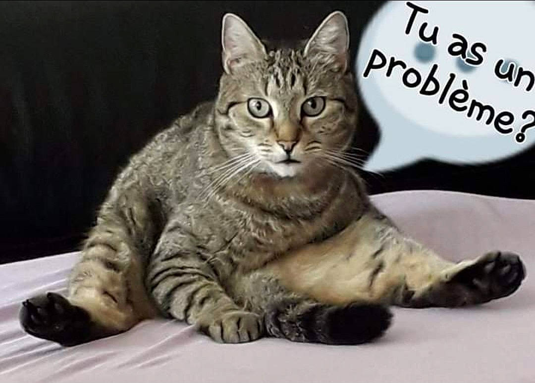 Bouboule a rejoint le concours — aidez-le/la à gagner de superbes lots ! carnivore, cat, claw, domestic_short_haired_cat, felidae, font, fur, internet_meme, paw, photo_caption, sitting, small_to_medium_sized_cats, snout, tail, terrestrial_animal, tree, whiskers, wildlife