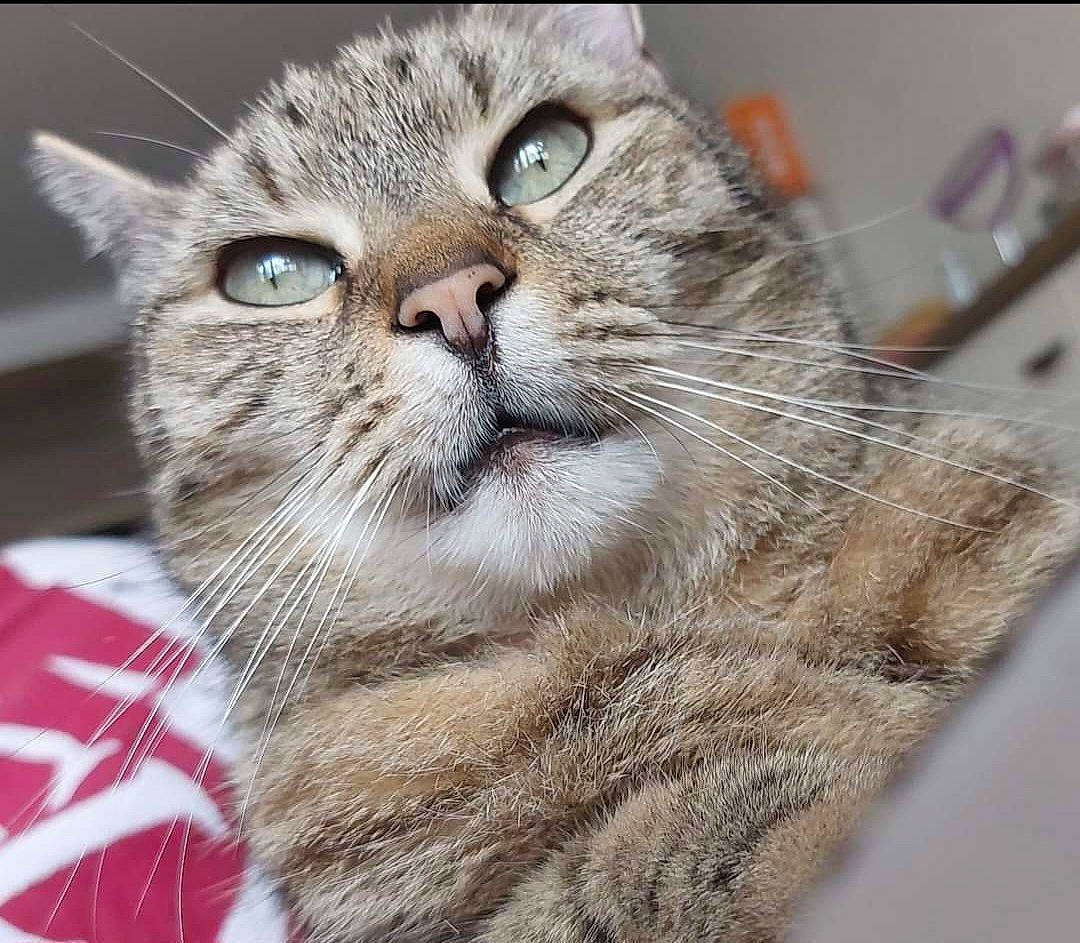 Bouboule participe au concours pour gagner de l'argent avec cette photo : carnivore, cat, cat_supply, claw, domestic_short_haired_cat, eye, felidae, fur, paw, small_to_medium_sized_cats, snout, terrestrial_animal, whiskers, wildlife