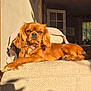 dog, armchair, indoor, sunlight, relaxed, brown_dog, pet, furniture, cozy, living_room, window, curtains, shadow, resting, canine, domestic_animal, comfort, houseplant, blanket, door