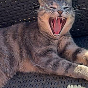 Sushi a rejoint le concours — aidez-le/la à gagner de superbes lots ! cat, gray_tabby, yawning, teeth, tongue, outdoor, woven_chair, sunlight, relaxed, pet, animal, whiskers, fur, paw, closeup, daylight, mouth_open, resting, feline, texture