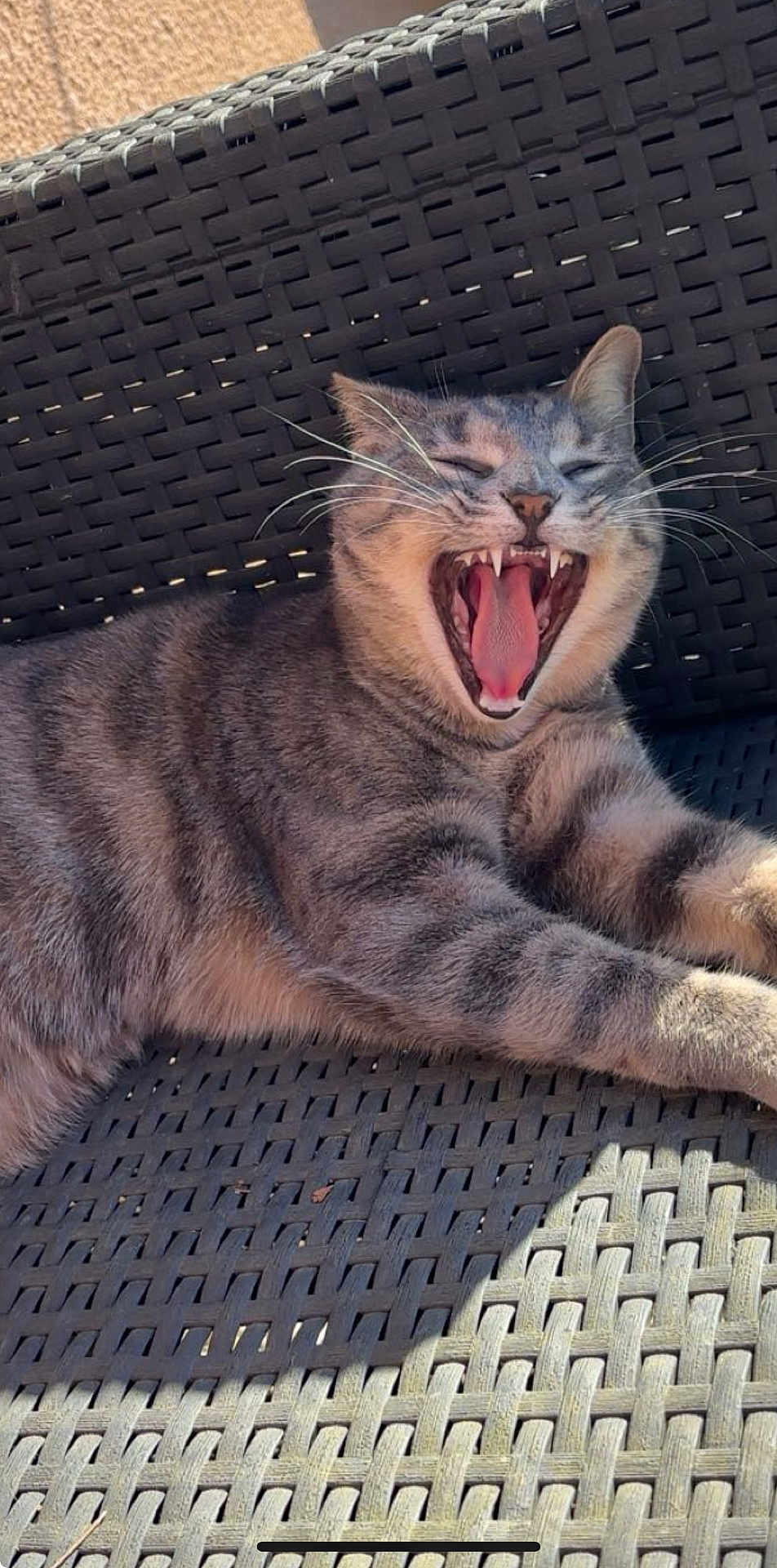 Sushi a rejoint le concours — aidez-le/la à gagner de superbes lots ! cat, gray_tabby, yawning, teeth, tongue, outdoor, woven_chair, sunlight, relaxed, pet, animal, whiskers, fur, paw, closeup, daylight, mouth_open, resting, feline, texture