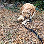 puppy, dog, curly_fur, leash, stick, dry_leaves, twigs, tree_trunk, outdoor, playful, grass, nature, brown, small_dog, young_dog, pet, animal, fur, garden, ground