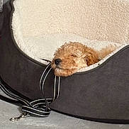 Milo joined the competition — help win amazing prizes! puppy, dog, pet_bed, leash, sleeping, curly_fur, cozy, indoor, floor, cute, resting, small_dog, curled_up, fur, animal, domestic_animal, relaxed, soft_bed, leash_clip, quiet