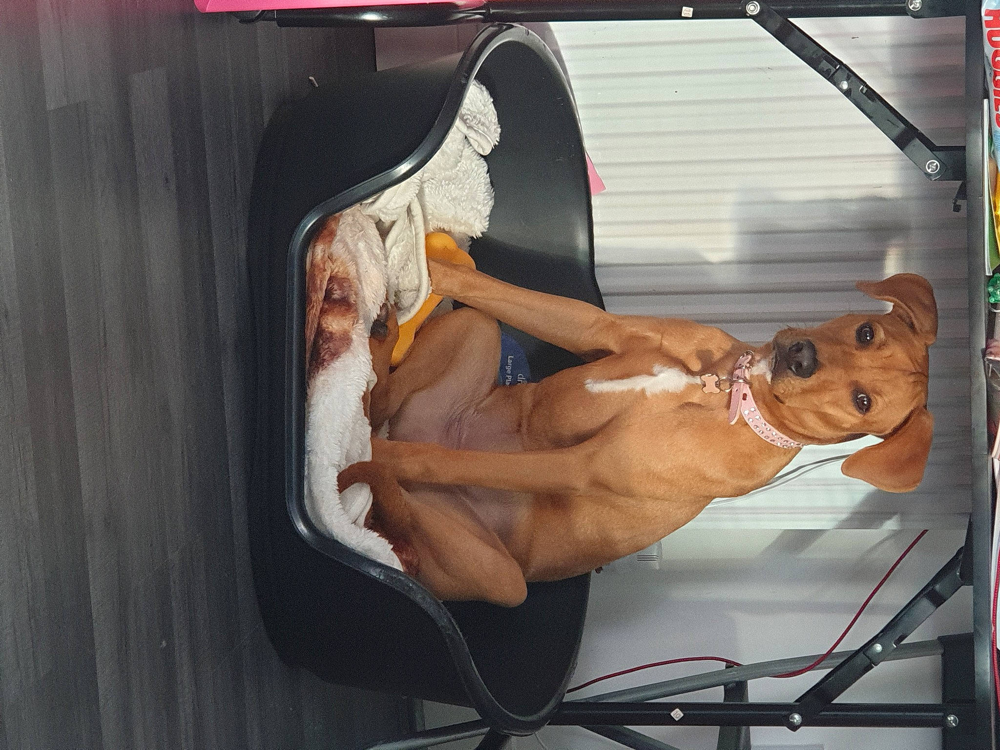 Luna joined the competition — help win amazing prizes! abdomen, advertising, art, automotive_design, automotive_exterior, barechested, chest, dog, elbow, eyewear, fawn, foot, human_leg, knee, motor_vehicle, sitting, thigh, vehicle_door, windshield, wrist