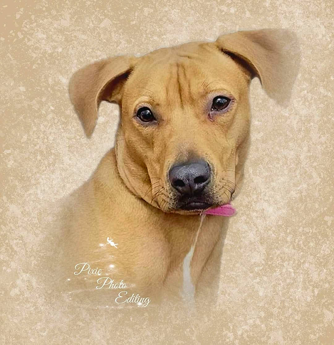 Luna joined the competition — help win amazing prizes! canidae, carnivore, collar, companion_dog, dog, dog_breed, dog_collar, ear, fawn, fur, liver, pet_supply, snout, sporting_group, terrestrial_animal, whiskers, working_animal