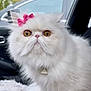animal, bow, car, cat, closeup, collar, cute, domestic_animal, ears, eyes, face, fluffy, fur, indoor, nose, persian_cat, pet, whiskers, white_cat, window