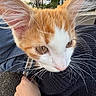 Sunny D is registered to the contest to win money with this photo: cat, orange_cat, white_cat, close_up, whiskers, ears, outdoor, trees, person, hand, sweater, knitted, pavement, animal, pet, nature, daylight, building, arm, curious