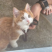 Sunny D joined the competition — help win amazing prizes! cat, kitten, orange_cat, white_cat, pet, leash, hand, person, barefoot, watch, bracelet, outdoor, concrete, curious, animal, fur, whiskers, paw, ground, daylight