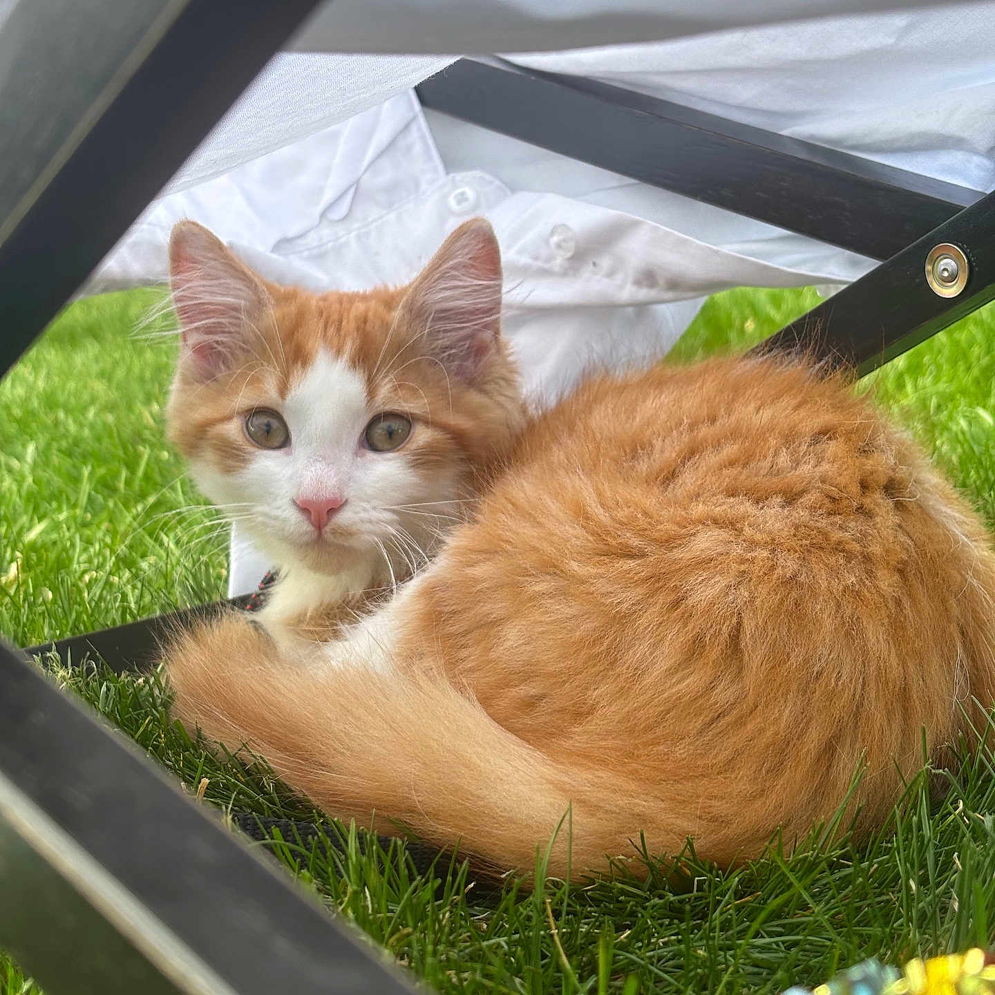 Sunny D joined the competition — help win amazing prizes! animal, black_metal, cat, chair, curious, cute, fur, grass, kitten, nature, orange, outdoor, pet, relaxed, resting, small, whiskers, white, white_cloth, young