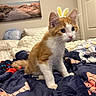 Sunny D is registered to the contest to win money with this photo: kitten, cat, orange_and_white, blanket, bedroom, bed, plush, decor, painting, wall, door, fur, whiskers, curious, indoor, pet, soft, cozy, feline, alert